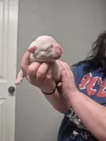 SUGAR, a female American Bulldog for sale in Jasper, GA – Photo 3 of 7