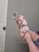 SUGAR, a female American Bulldog for sale in Jasper, GA – Photo 7 of 7