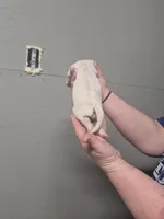 SUGAR, a female American Bulldog for sale in Jasper, GA – Photo 2 of 7