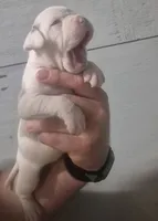 CASH , a male American Bulldog for sale in Jasper, GA – 3 of 8