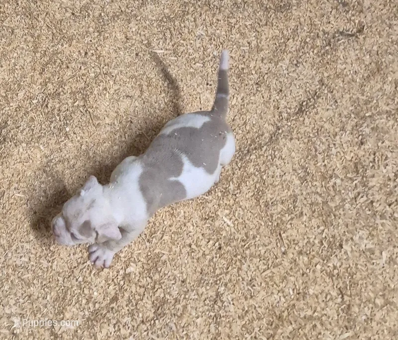 CHOPPER – American Bulldog puppy for sale in Jasper, GA