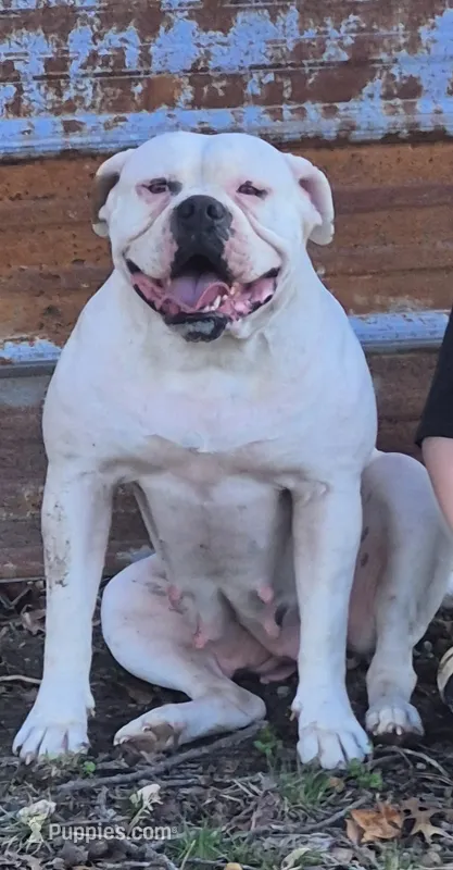 Daisy, a female American Bulldog for sale in Jasper, GA – 1 of 2