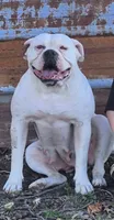 Daisy, a female American Bulldog for sale in Jasper, GA – 1 of 2
