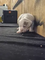 CHOPPER, a male American Bulldog for sale in Jasper, GA – 5 of 7