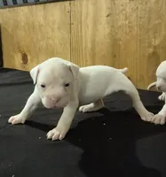 DIXIE , a female American Bulldog for sale in Jasper, GA – 3 of 9