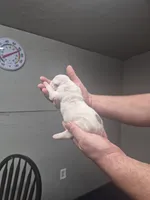 processed/779c582a-3fd3-433c-9773-a7df546de248/listing/1072d800-f329-411e-8701-dcdfc2bfbe88/b86af979-e80a-4515-8ce2-1b1f8f2a3799