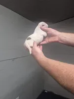 processed/779c582a-3fd3-433c-9773-a7df546de248/listing/1072d800-f329-411e-8701-dcdfc2bfbe88/f15e1d47-6bc2-485a-b98b-e4305f094845