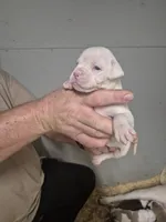 DIXIE , a female American Bulldog for sale in Jasper, GA – 6 of 9