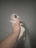 processed/779c582a-3fd3-433c-9773-a7df546de248/listing/14d247ce-db77-42dc-8ab8-55e3d1684936/3e77bc05-92e7-4332-800c-f310e572f174