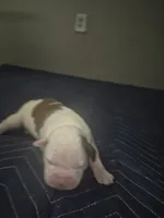 processed/779c582a-3fd3-433c-9773-a7df546de248/listing/14d247ce-db77-42dc-8ab8-55e3d1684936/4cb43acb-6167-4792-bc53-784a171cf9eb