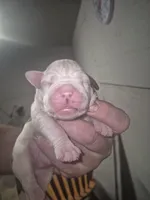 processed/779c582a-3fd3-433c-9773-a7df546de248/listing/14d247ce-db77-42dc-8ab8-55e3d1684936/b90af5cd-5691-4dc2-b8ad-16f4c8963bec