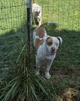 BUCKEYE, a male American Bulldog for sale in Jasper, GA – 4 of 6
