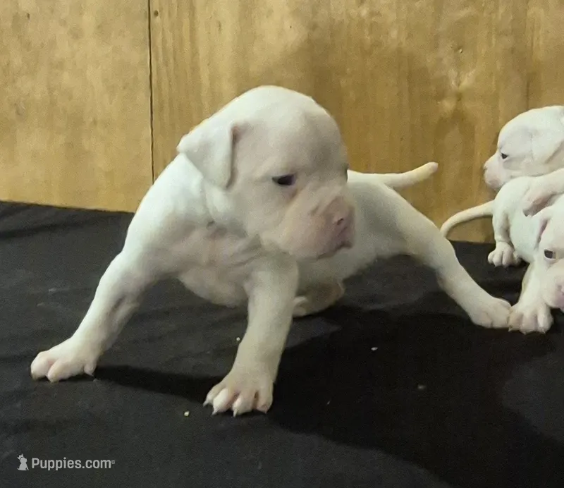 DIXIE  – American Bulldog puppy for sale in Jasper, GA