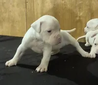 DIXIE , a female American Bulldog for sale in Jasper, GA – 1 of 9