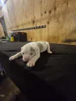 CHOPPER, a male American Bulldog for sale in Jasper, GA – 6 of 7