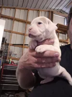 CHOPPER, a male American Bulldog for sale in Jasper, GA – 4 of 7