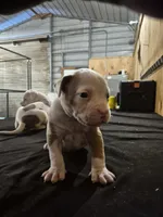 REAPER , a male American Bulldog for sale in Jasper, GA – 3 of 10