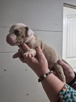 REAPER , a male American Bulldog for sale in Jasper, GA – 6 of 10