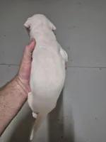 DIXIE , a female American Bulldog for sale in Jasper, GA – 8 of 9