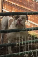 BUCKEYE, a male American Bulldog for sale in Jasper, GA – 3 of 6
