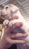 CHOPPER, a male American Bulldog for sale in Jasper, GA – 2 of 7