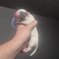 CHELSEA, a female American Bulldog for sale in Jasper, GA – Photo 5 of 6