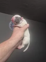 processed/779c582a-3fd3-433c-9773-a7df546de248/listing/5917fc9b-033f-4f2e-a4cd-a610923d1610/02cee227-dc9d-4f05-806d-119a3a063e39