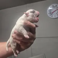 CHELSEA, a female American Bulldog for sale in Jasper, GA – Photo 2 of 6