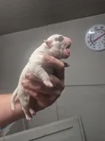 processed/779c582a-3fd3-433c-9773-a7df546de248/listing/5917fc9b-033f-4f2e-a4cd-a610923d1610/103a9979-e241-4c05-8424-d3035a67de9e