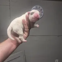 CHELSEA, a female American Bulldog for sale in Jasper, GA – Photo 6 of 6