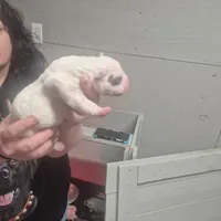 CHELSEA, a female American Bulldog for sale in Jasper, GA – Photo 4 of 6