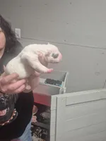 processed/779c582a-3fd3-433c-9773-a7df546de248/listing/5917fc9b-033f-4f2e-a4cd-a610923d1610/7645318e-7149-42c6-8a47-aabf6a951251