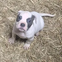 CHELSEA, a female American Bulldog for sale in Jasper, GA – Photo 1 of 6