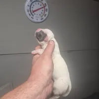 CHELSEA, a female American Bulldog for sale in Jasper, GA – Photo 3 of 6