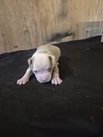 REAPER , a male American Bulldog for sale in Jasper, GA – 9 of 10