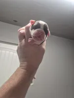 processed/779c582a-3fd3-433c-9773-a7df546de248/listing/5ec69f4b-6aa4-42be-8755-e4dec4dc9863/3f3cfdc3-3a01-40c0-909e-52673477012c