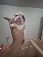 processed/779c582a-3fd3-433c-9773-a7df546de248/listing/61267867-3e6d-444a-9f8a-44cf1de2a38e/20054e93-d003-4864-aa69-dabde8570cf3