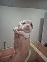 processed/779c582a-3fd3-433c-9773-a7df546de248/listing/61267867-3e6d-444a-9f8a-44cf1de2a38e/268ea049-ffa6-4106-98d7-8644f0ee22b4