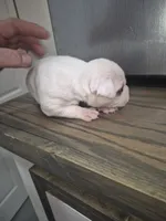 processed/779c582a-3fd3-433c-9773-a7df546de248/listing/61267867-3e6d-444a-9f8a-44cf1de2a38e/50558037-621d-40c7-be98-159a3105a8e9