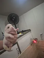 processed/779c582a-3fd3-433c-9773-a7df546de248/listing/61267867-3e6d-444a-9f8a-44cf1de2a38e/d3e24916-d549-404f-beb4-5775a5532f4b