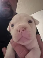 DIXIE , a female American Bulldog for sale in Jasper, GA – 9 of 9