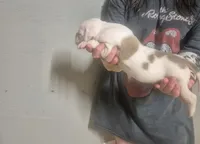 CASH , a male American Bulldog for sale in Jasper, GA – 7 of 8