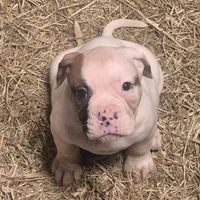 Zena, a female American Bulldog for sale in Jasper, GA – Photo 1 of 5