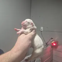 Zena, a female American Bulldog for sale in Jasper, GA – Photo 5 of 5