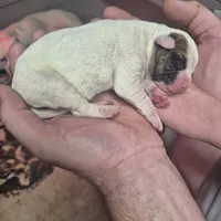 Zena, a female American Bulldog for sale in Jasper, GA – Photo 2 of 5