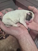 processed/779c582a-3fd3-433c-9773-a7df546de248/listing/77e074e0-c0e1-4018-90d2-d9856714a487/9718366c-780e-4de7-9949-0a4f64116191