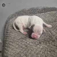 Zena, a female American Bulldog for sale in Jasper, GA – Photo 3 of 5