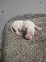 processed/779c582a-3fd3-433c-9773-a7df546de248/listing/77e074e0-c0e1-4018-90d2-d9856714a487/aaf5dedd-b778-42e8-979e-67dd83992625