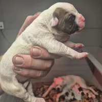 Zena, a female American Bulldog for sale in Jasper, GA – Photo 4 of 5