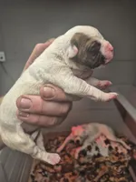 processed/779c582a-3fd3-433c-9773-a7df546de248/listing/77e074e0-c0e1-4018-90d2-d9856714a487/fd6e6c7b-fc30-4f5d-8eb2-7fa0496983ce